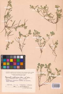 Medicago orthoceras (Kar. & Kir.) Trautv., Eastern Europe, Lower Volga region (E9) (Russia)