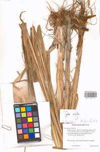 Typha glauca Godr., Eastern Europe, Central region (E4) (Russia)