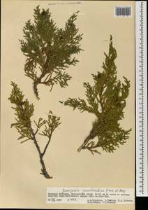 Juniperus pseudosabina Fisch. & C.A.Mey., Mongolia (MONG) (Mongolia)