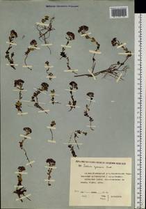 Hylotelephium cyaneum (Rudolph) H. Ohba, Siberia, Yakutia (S5) (Russia)