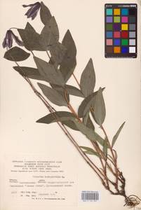 Clematis integrifolia L., Eastern Europe (no precise locality) (E0)