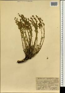 Artemisia rutifolia Steph. ex Spreng., Mongolia (MONG) (Mongolia)