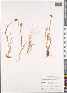Carex lachenalii Schkuhr , nom. cons., Siberia, Chukotka & Kamchatka (S7) (Russia)