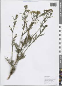 Jacobaea vulgaris subsp. vulgaris, Caucasus, Krasnodar Krai & Adygea (K1a) (Russia)