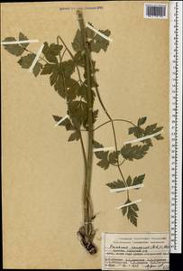 Dichoropetalum caucasicum (M. Bieb.) Soldano, Galasso & Banfi, Caucasus, Armenia (K5) (Armenia)