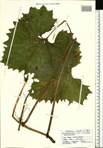 Petasites frigidus (L.) Fr., Eastern Europe, Central forest region (E5) (Russia)