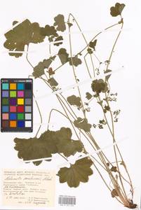 Alchemilla semilunaris Alechin, Eastern Europe, Moscow region (E4a) (Russia)