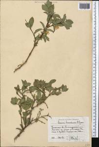 Lonicera tianshanica Pojark., Middle Asia, Western Tian Shan & Karatau (M3) (Uzbekistan)