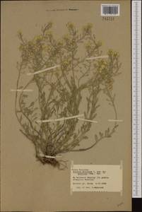 Alyssum montanum L., Western Europe (EUR) (Poland)
