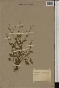 Ranunculus sardous Crantz, Western Europe (EUR) (Germany)