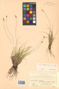 Carex kreczetoviczii T.V.Egorova, Siberia, Chukotka & Kamchatka (S7) (Russia)