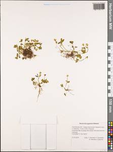 Ranunculus pygmaeus Wahlenb., Siberia, Russian Far East (S6) (Russia)