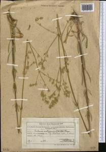 Silene wolgensis (Hornem.) Otth, Middle Asia, Northern & Central Tian Shan (M4) (Kazakhstan)