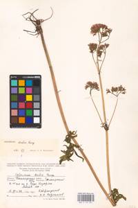 Valeriana dubia Bunge, Eastern Europe, Eastern region (E10) (Russia)