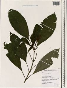 Chloranthus, South Asia, South Asia (Asia outside ex-Soviet states and Mongolia) (ASIA) (Vietnam)