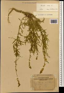 Reseda lutea L., Caucasus, Armenia (K5) (Armenia)