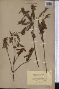 Kalmia angustifolia subsp. carolina (Small) A. Haines, America (AMER) (United States)