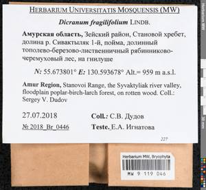 Dicranum fragilifolium Lindb., Bryophytes, Bryophytes - Russian Far East (excl. Chukotka & Kamchatka) (B20) (Russia)