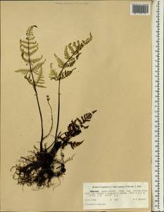 Aleuritopteris farinosa (Forssk.) Fée, Africa (AFR) (Ethiopia)