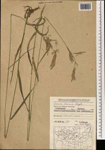 Bromus inermis Leyss., Mongolia (MONG) (Mongolia)