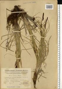 Carex melanostachya M.Bieb. ex Willd., Eastern Europe, Middle Volga region (E8) (Russia)