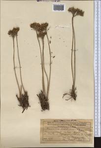 Pseudosedum lievenii (Ledeb.) A. Berger, Middle Asia, Caspian Ustyurt & Northern Aralia (M8) (Kazakhstan)