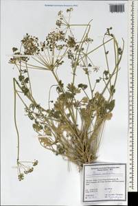 Ducrosia anethifolia (DC.) Boiss., South Asia, South Asia (Asia outside ex-Soviet states and Mongolia) (ASIA) (Iran)