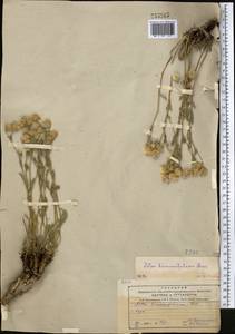 Rhinactinidia limoniifolia (Less.) Novopokr. ex Botsch., Middle Asia, Northern & Central Tian Shan (M4) (Kazakhstan)