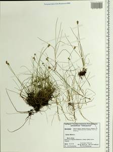 Carex dioica L., Siberia, Central Siberia (S3) (Russia)
