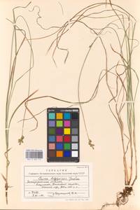 Carex brizoides L., Eastern Europe, West Ukrainian region (E13) (Ukraine)