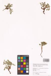 Sibbaldianthe bifurca (L.) Kurtto & T. Erikss., Eastern Europe, Lower Volga region (E9) (Russia)