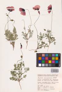 Papaver arenarium M.Bieb., Eastern Europe, Lower Volga region (E9) (Russia)