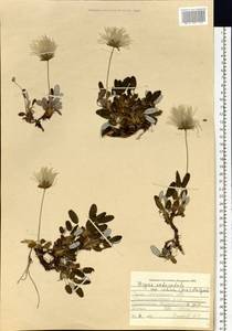 Dryas octopetala subsp. incisa (Juz.) Malyschev, Siberia, Altai & Sayany Mountains (S2) (Russia)