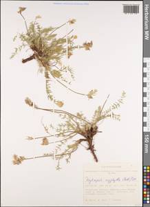 Oxytropis oxyphylla (Pall.)DC., Siberia, Altai & Sayany Mountains (S2) (Russia)