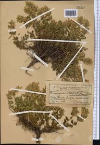 Dracocephalum nodulosum Rupr., Middle Asia, Western Tian Shan & Karatau (M3) (Kazakhstan)