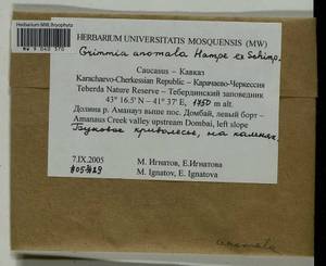 Grimmia anomala Hampe ex Schimp., Bryophytes, Bryophytes - North Caucasus & Ciscaucasia (B12) (Russia)