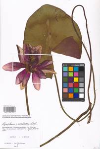 Nymphaea ×marliacea Lat.-Marl., Eastern Europe, Moscow region (E4a) (Russia)