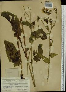 Crepis sibirica L., Siberia, Western (Kazakhstan) Altai Mountains (S2a) (Kazakhstan)