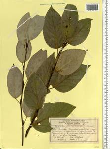 Populus balsamifera, Eastern Europe, Moscow region (E4a) (Russia)