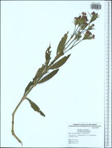 Dianthus barbatus, Eastern Europe, Central region (E4) (Russia)