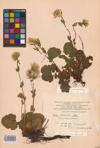 Geum montanum L., Eastern Europe, West Ukrainian region (E13) (Ukraine)