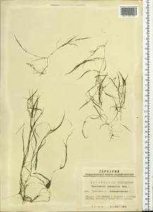 Zannichellia palustris subsp. pedicellata (Rosén & Wahlenb.) Hook.f., Siberia, Western Siberia (S1) (Russia)