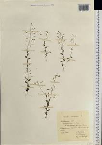 Draba nemorosa L., Eastern Europe, Eastern region (E10) (Russia)