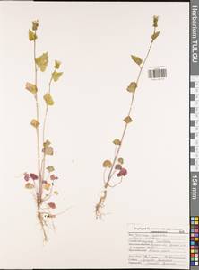 Alliaria petiolata (M.Bieb.) Cavara & Grande, Eastern Europe, Central region (E4) (Russia)