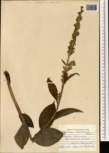 Veratrum lobelianum Bernh., Mongolia (MONG) (Mongolia)