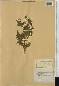 Chenopodiastrum hybridum (L.) S. Fuentes, Uotila & Borsch, Western Europe (EUR) (Italy)