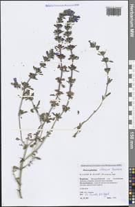 Dracocephalum olchonense Peschkova, Siberia, Baikal & Transbaikal region (S4) (Russia)