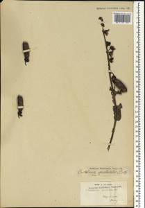 Crotalaria spectabilis Roth, Africa (AFR) (Madagascar)