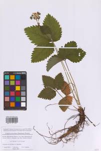Fragaria moschata Duchesne, Eastern Europe, Moscow region (E4a) (Russia)