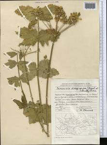 Semenovia dasycarpa (Regel & Schmalh.) Korovin ex Pimenov & V. N. Tikhom., Middle Asia, Pamir & Pamiro-Alai (M2) (Tajikistan)